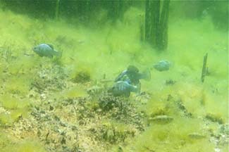 pupfish3